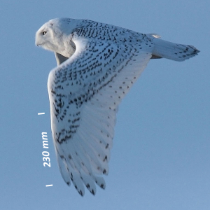 Snowy owl, wing