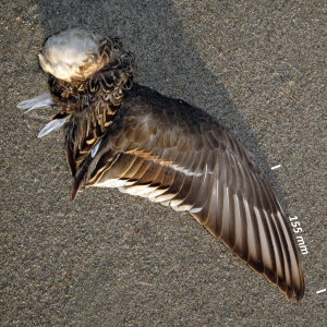 Northern pintail, wing