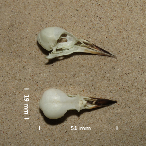 Starling, skull