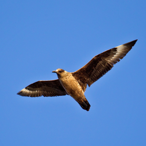 Great skua