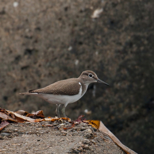 Common sandpiper