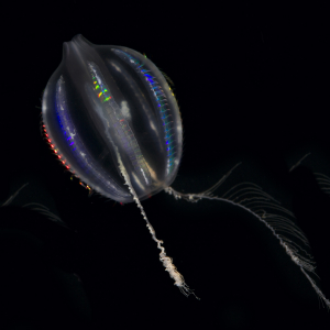 Sea gooseberry 