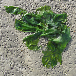 Stiff sea lettuce