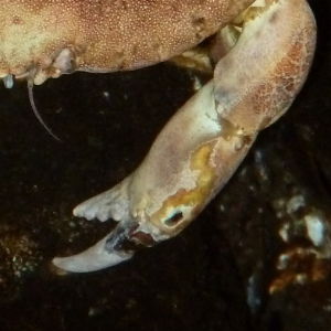 Black spot crab disease