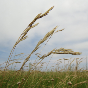 Slender creeping red fescue