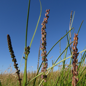 Strand-trehage