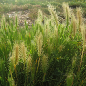 Sea barley